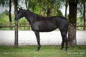 Magnifique jument de 7ans Blue Hors Zackerey x Dreamboy