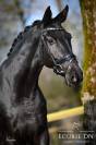 Mare Hanoverian For sale 2021 Black