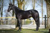 Mare Hanoverian For sale 2021 Black