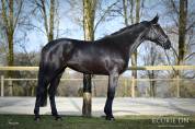 Mare Hanoverian For sale 2021 Black