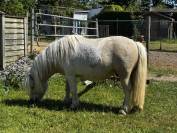 Etalon Shetland livre A