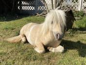 Etalon Shetland livre A