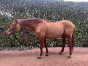 Hongre Anglo Arabe 5 ans