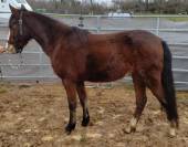 Ruin New Forest Te koop 2022 Donker bruin / bai ,  BIRKILDS BALBOA (DNK)