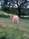 Poulain 8 mois