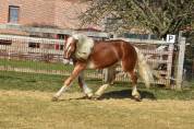 Pouliche haflinger PP 2 ans 