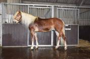Pouliche haflinger PP 2 ans 