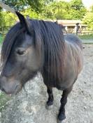 Vente ponette B de 12ans 