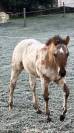 Cheval Appaloosa *Quarter Horse