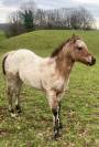Cheval Appaloosa *Quarter Horse