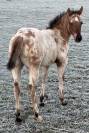 Cheval Appaloosa *Quarter Horse