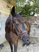 Jument d&rsquo;exception 