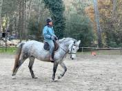 Jument connemara polyvalente 8 ans