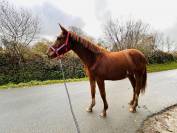 Jument selle fran&ccedil;ais 