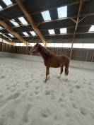 Jument selle fran&ccedil;ais 