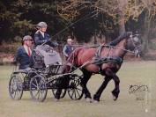 Cheval de Merens, 10 ans, mont&eacute; et attel&eacute;.