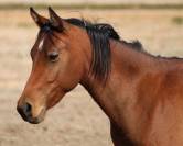 Superbe PSAR lign&eacute;s espagnoles