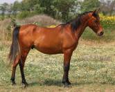 Superbe PSAR lign&eacute;s espagnoles