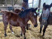 Ponette welsh par bred &agrave; vendre 