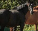 Poulini&egrave;re pleine poulain Silver 