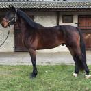 Super 4 ans id&eacute;al amateur 