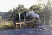 Jeune poney &agrave; vendre 