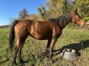 Jument 13 ans