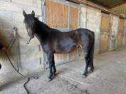 Ponette Dartmoor B de 4 ans par Movi Star Tilia