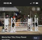 Ponette Dartmoor B de 4 ans par Movi Star Tilia