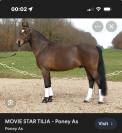 Ponette Dartmoor B de 4 ans par Movi Star Tilia