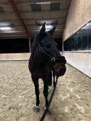 Hongre 7 ans &agrave; vendre 