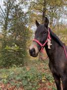 Nativo 6 ans a vendre