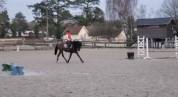 Petite jument de dressage 
