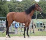 Petite jument de dressage 