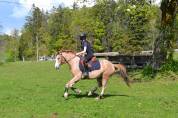 Poney C 8 ans Welsh Part-Bred polyvalent