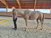 Poney C 8 ans Welsh Part-Bred polyvalent