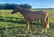 A vendre Jument arabe 4 ans 1.58m