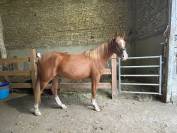 A vendre Jument arabe 4 ans 1.58m