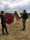 A VENDRE JUMENT PP HAFLINGER indemne PSSM1