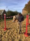 A VENDRE JUMENT PP HAFLINGER indemne PSSM1