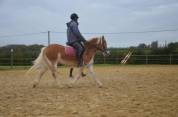A VENDRE JUMENT PP HAFLINGER indemne PSSM1