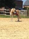 A VENDRE JUMENT PP HAFLINGER indemne PSSM1