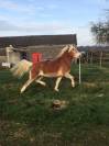 A VENDRE JUMENT PP HAFLINGER indemne PSSM1