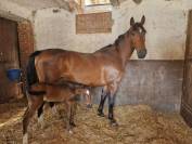 Fattrice Italiana 2015 Ottima Genealogia &ndash; Montabile 