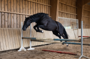 Poney de sport 4 ans 