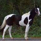 Magnifique Jument pie origines sport de 6 ans 