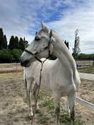 Cheval hongre de loisir ou compagnie 