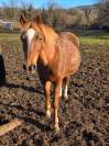 Ponette retrait&eacute;e &agrave; vendre