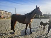 Poulini&egrave;re typ&eacute;e arabe (37.5%) ou pour cavalier averti