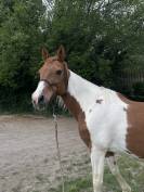 Demi-pension pour Rowan